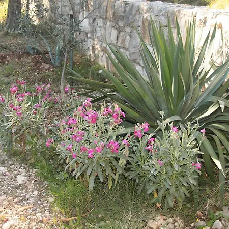 Fragolina * Donje Selo na Šolti